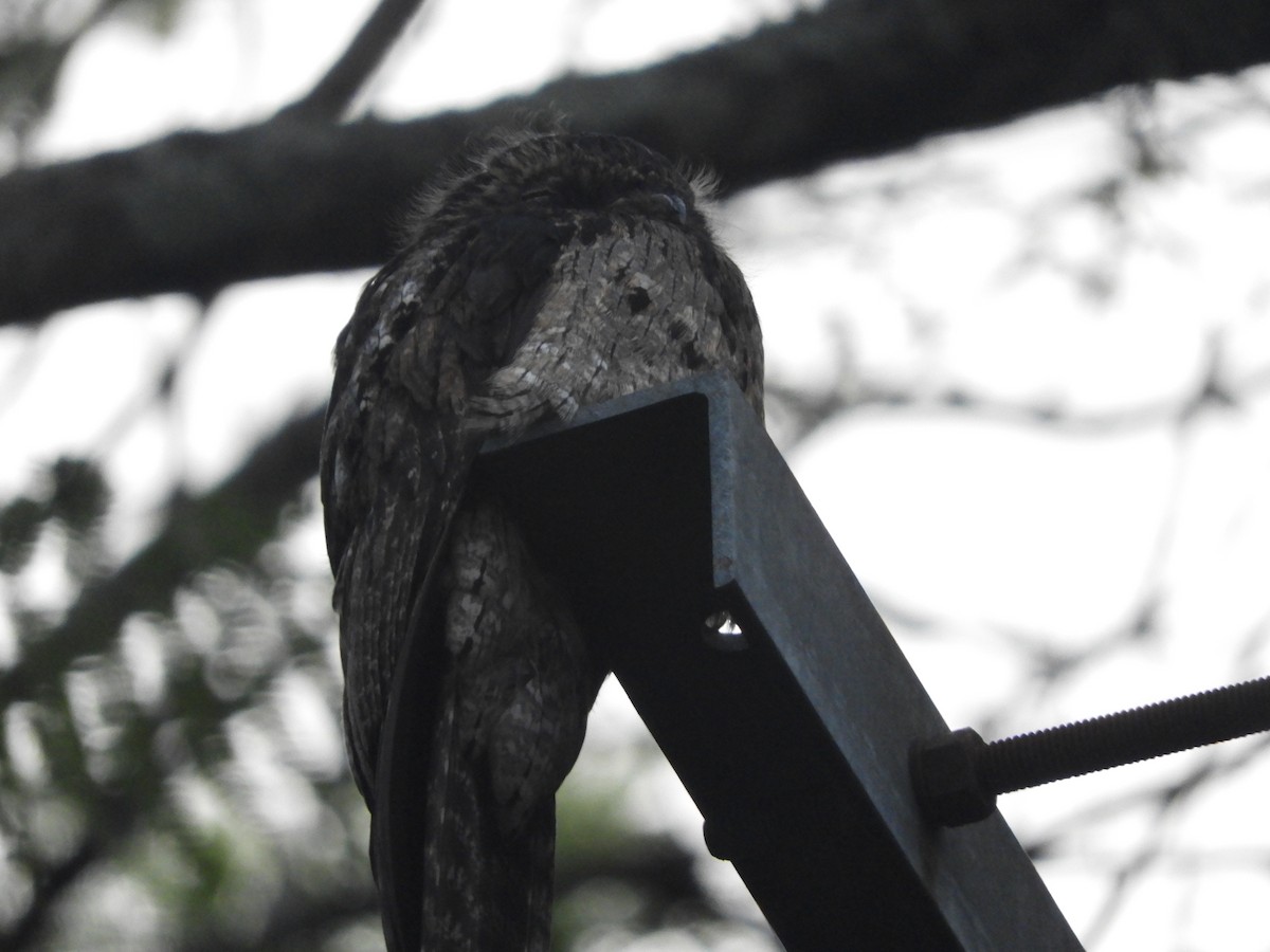 Klagetagschläfer - ML646906992