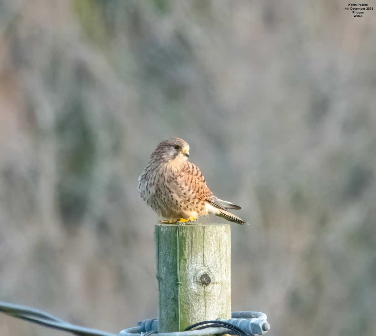 紅隼 - ML646907000