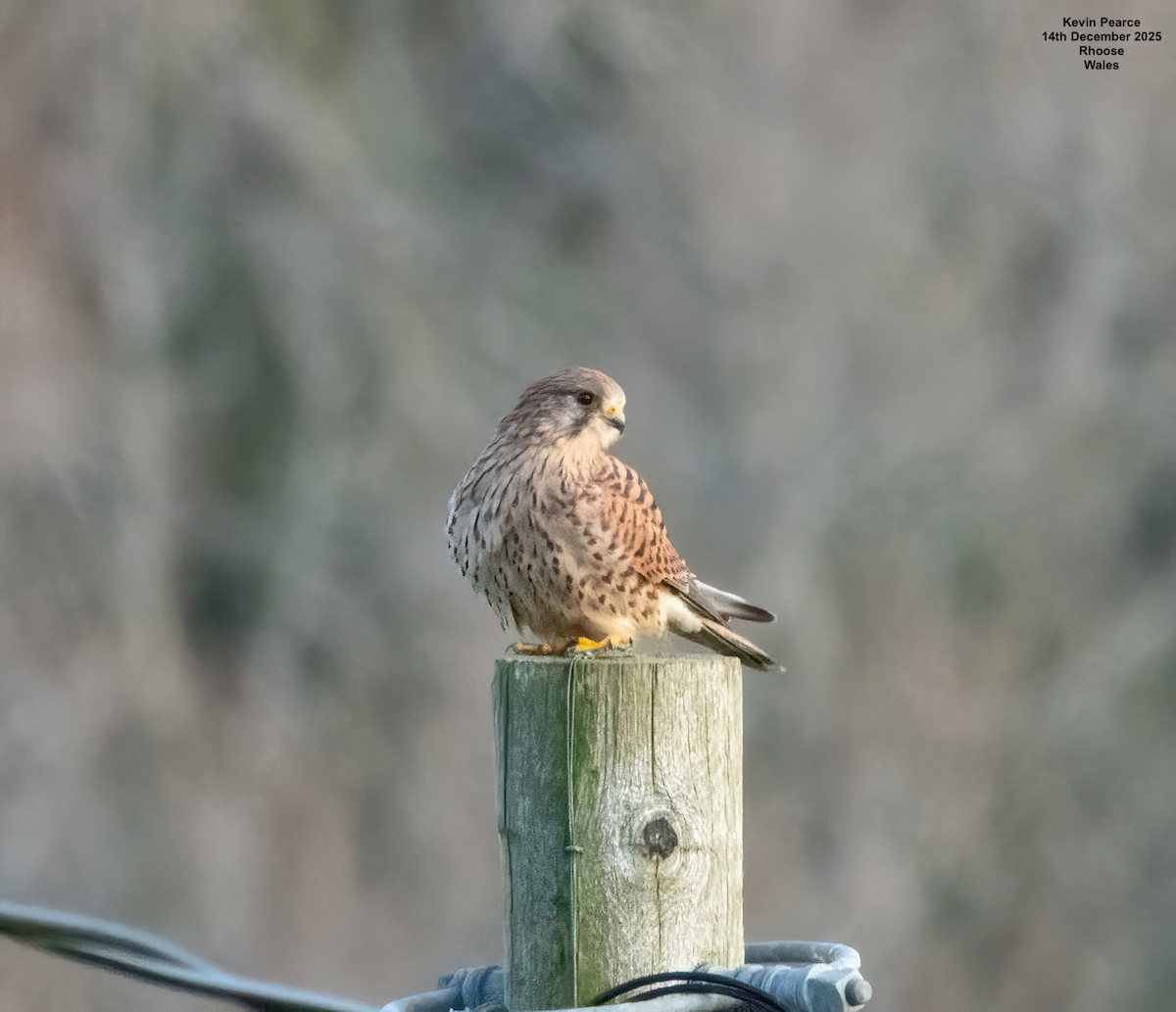 紅隼 - ML646907001