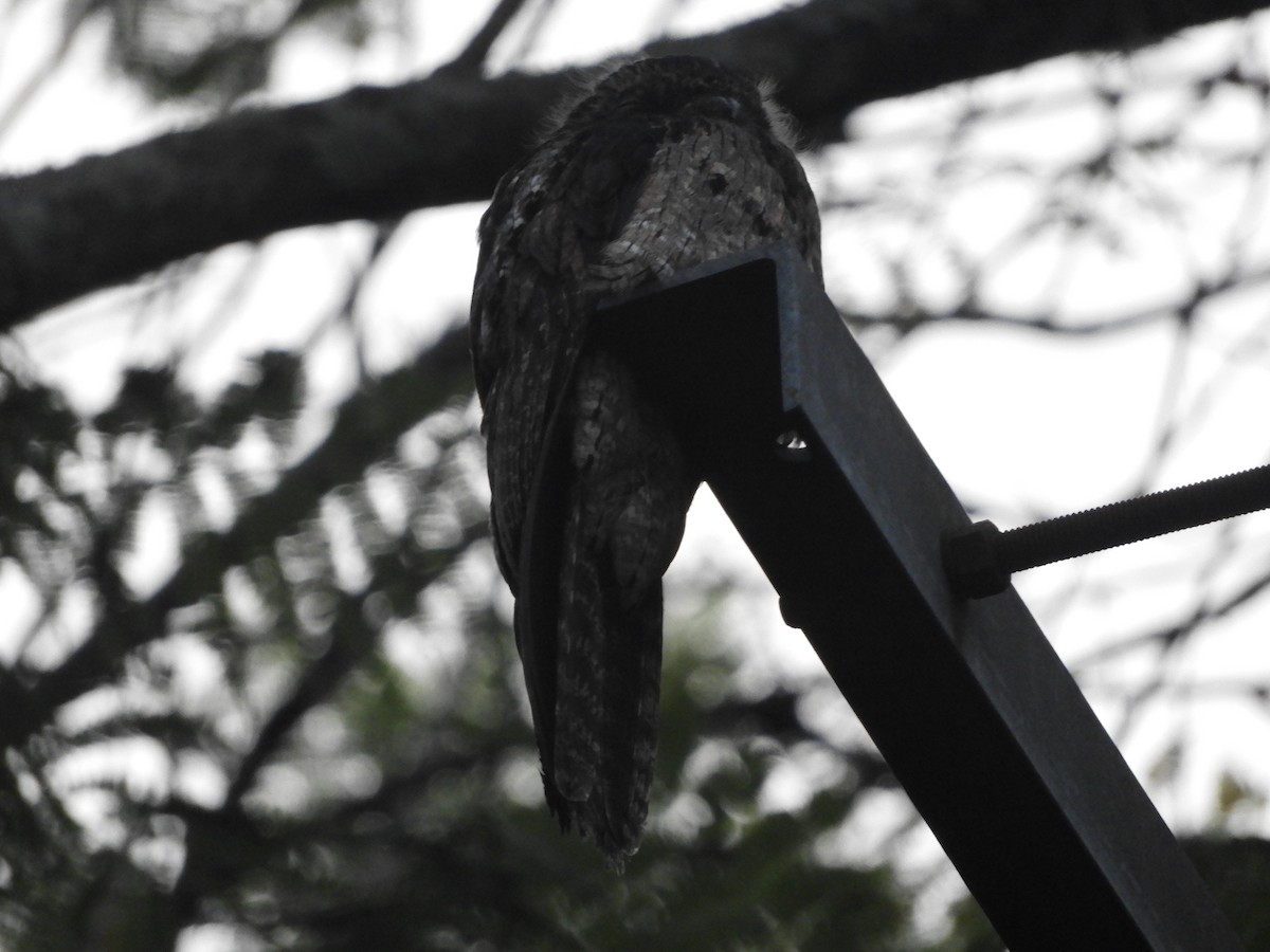 Klagetagschläfer - ML646907003