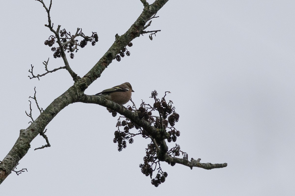 Common Chaffinch - ML646907005