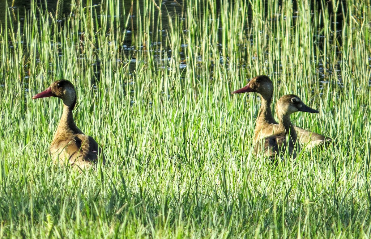 Brazilian Teal - ML646907012