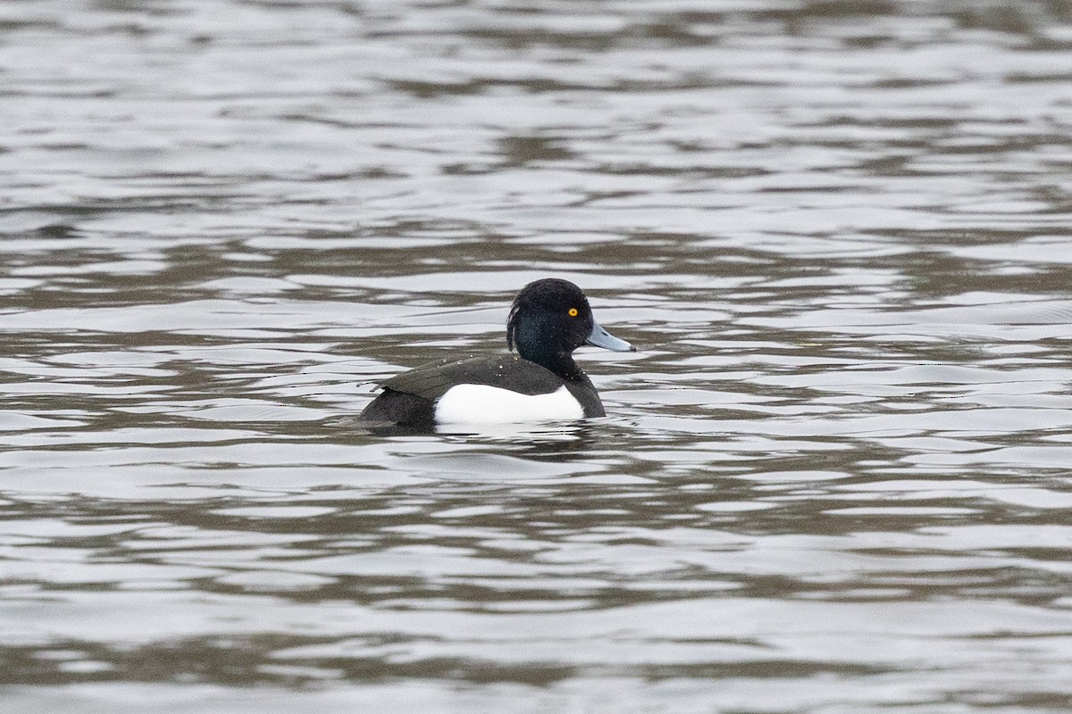 Tufted Duck - ML646907019
