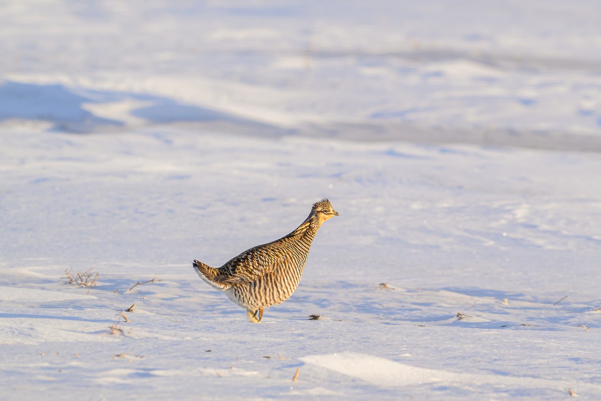 Greater Prairie-Chicken - ML646907022