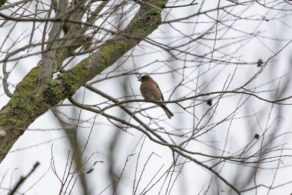 Common Chaffinch - ML646907034