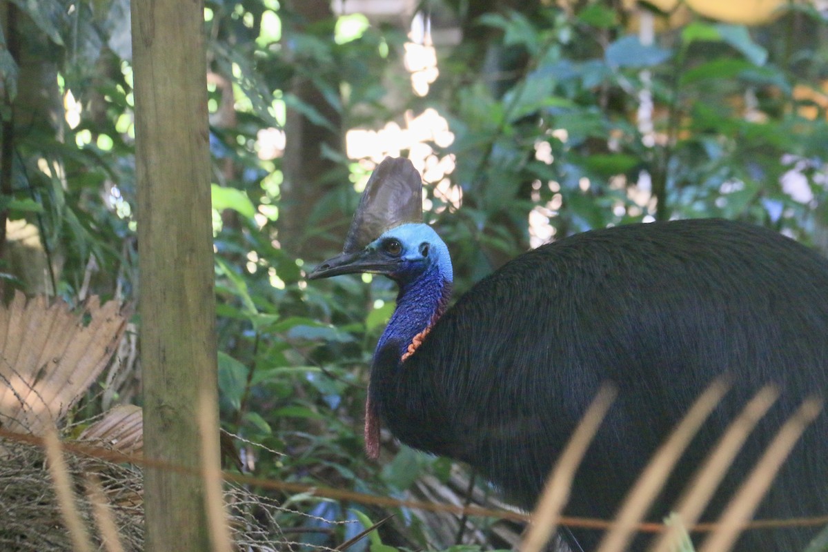 Southern Cassowary - ML646907045