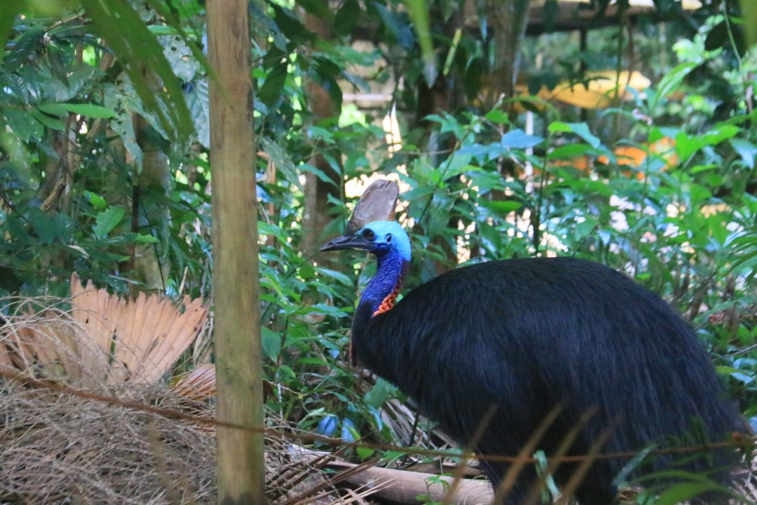 Southern Cassowary - ML646907048