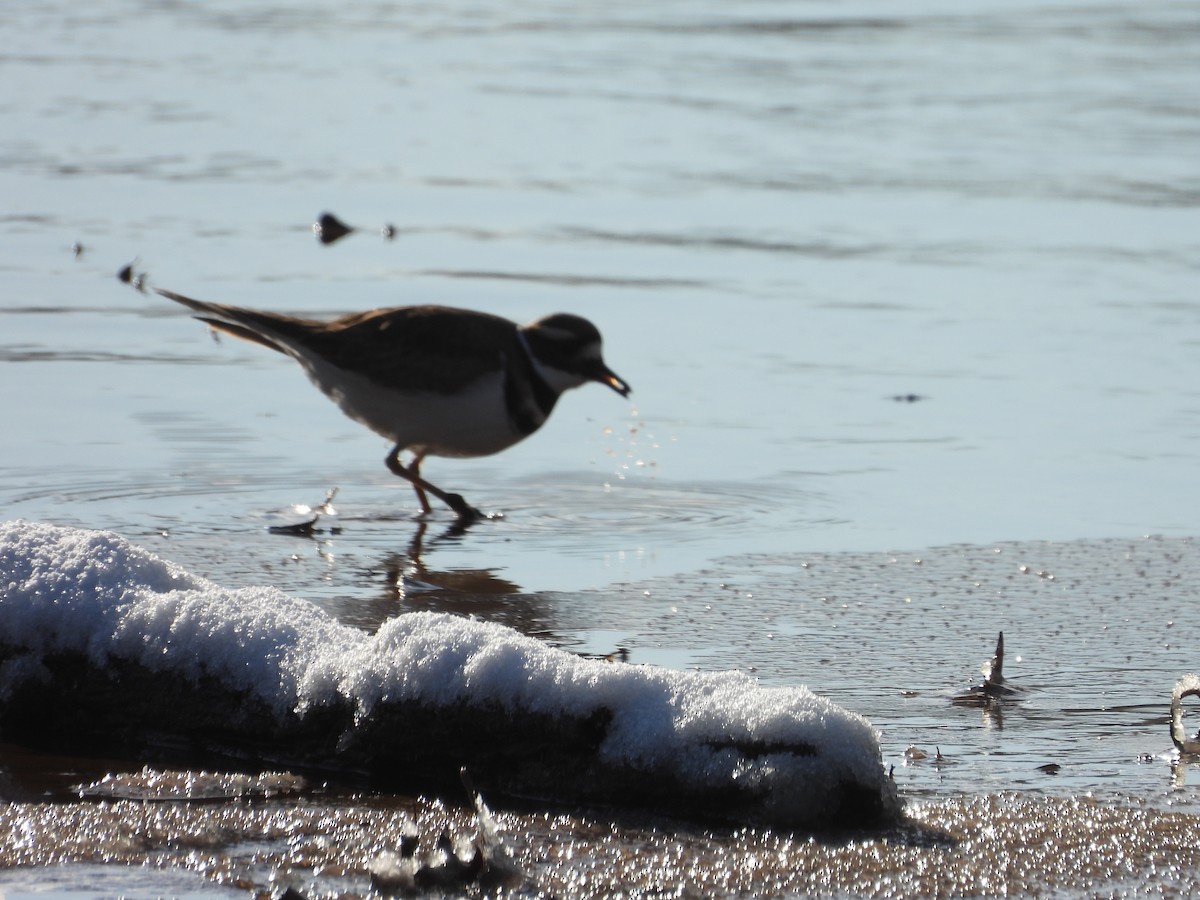 Пісочник крикливий - ML646907050