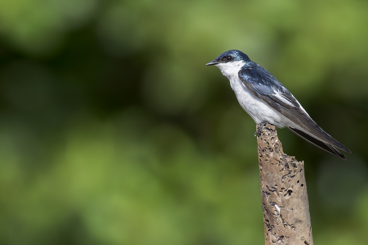 Golondrina Aliblanca - ML646907051