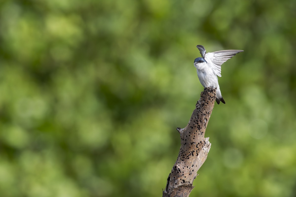 Golondrina Aliblanca - ML646907052