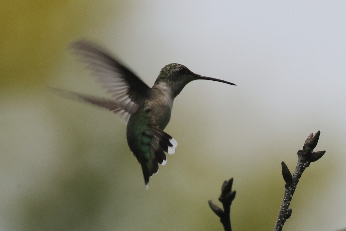 Ruby-throated Hummingbird - ML646907056