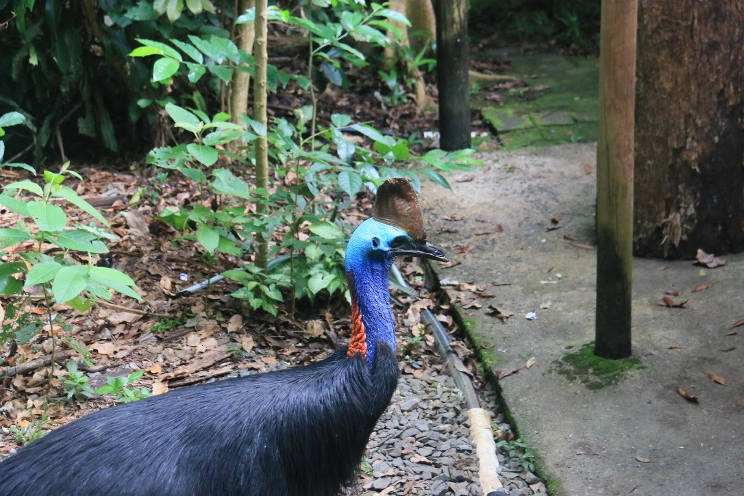 Southern Cassowary - ML646907059
