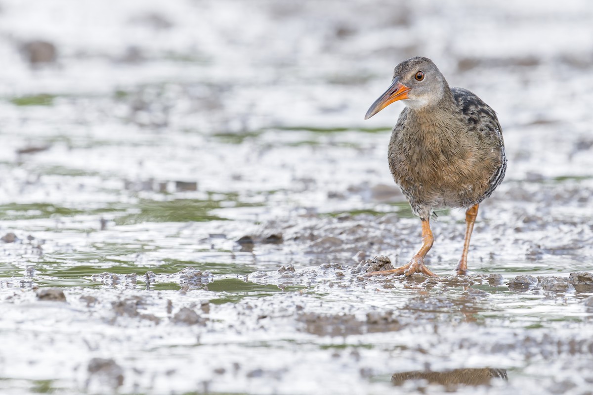Mangrove Rail - ML646907066