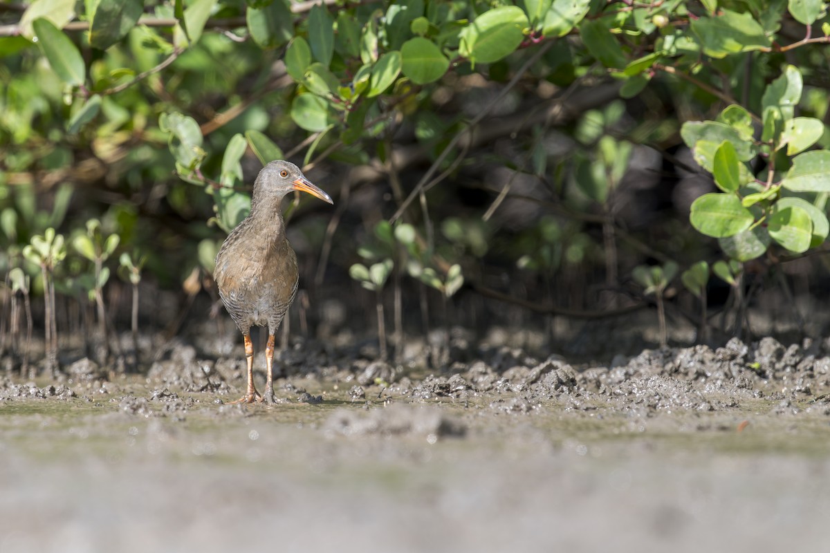 Mangrove Rail - ML646907072