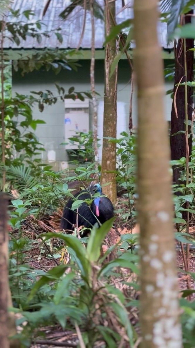 Southern Cassowary - ML646907073