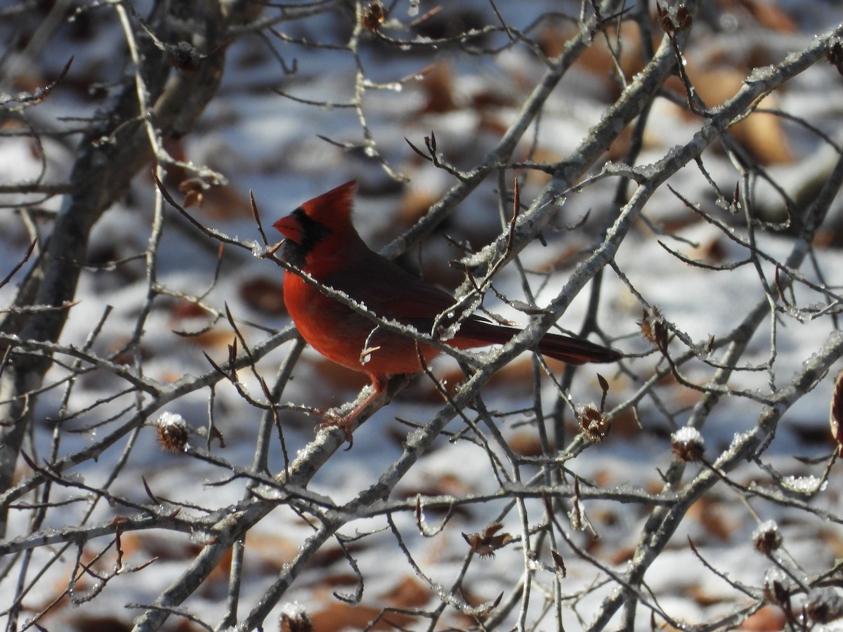 Cardinal rouge - ML646907075