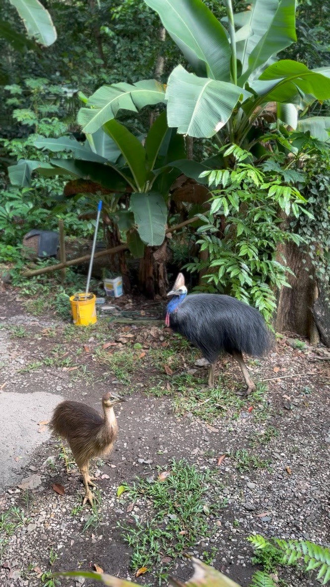 Southern Cassowary - ML646907080