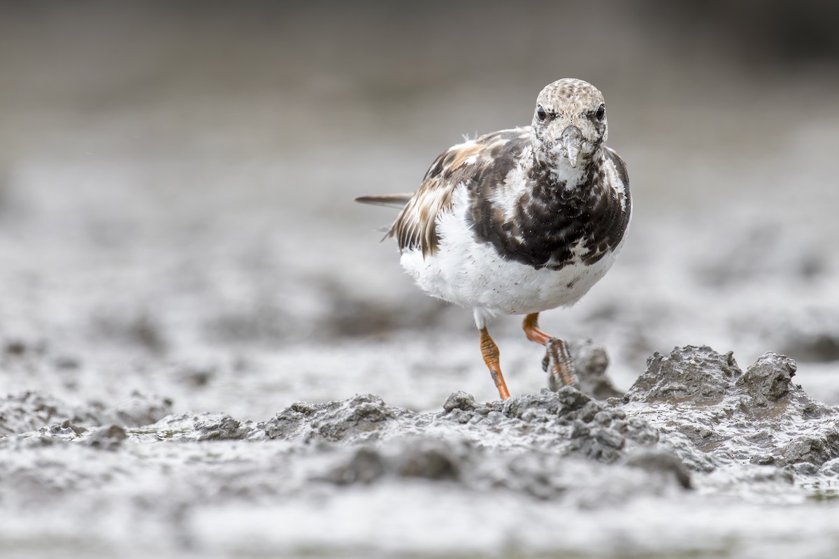 翻石鷸 - ML646907081