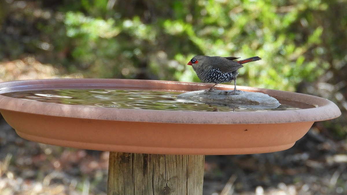Red-eared Firetail - ML646907082