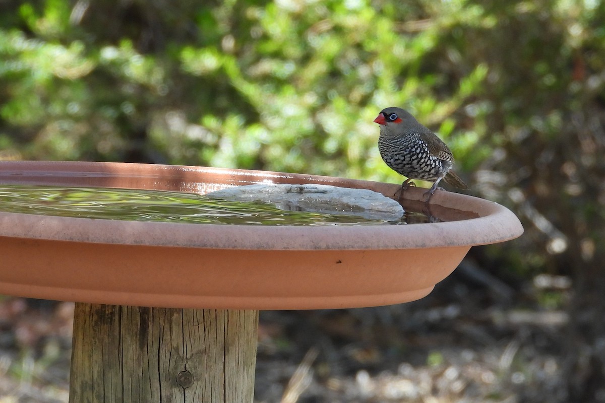 Red-eared Firetail - ML646907083