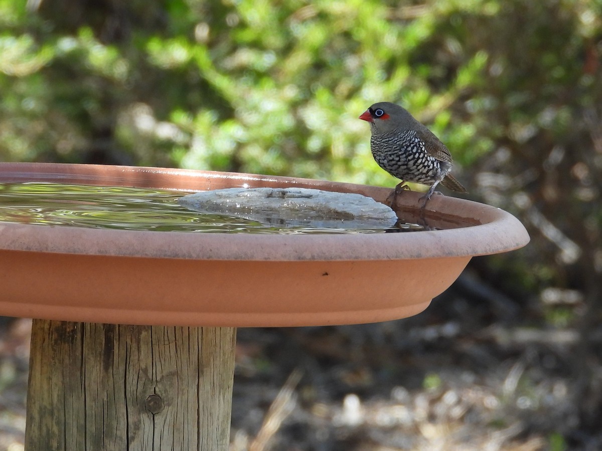 Red-eared Firetail - ML646907084