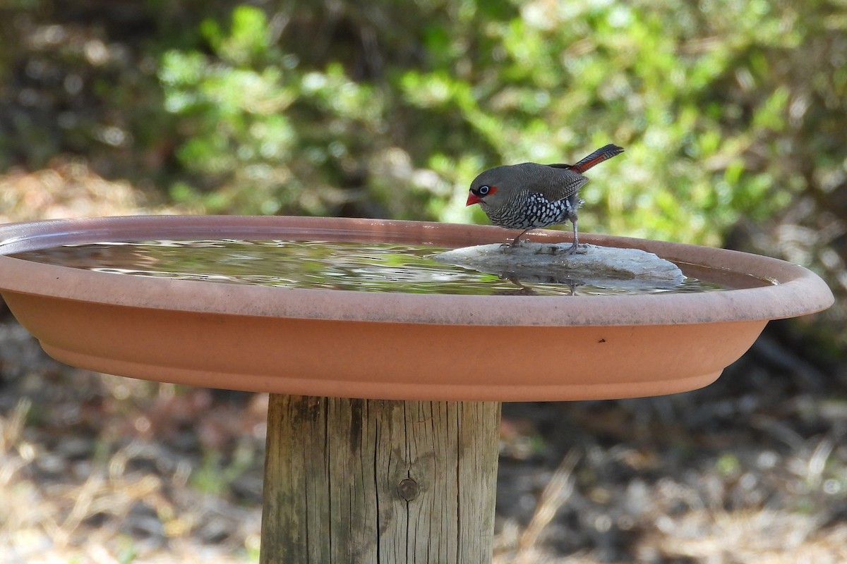 Red-eared Firetail - ML646907085