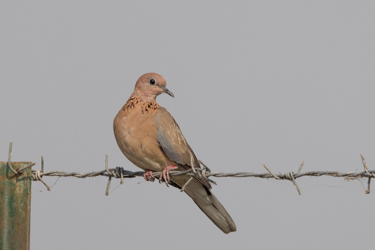 צוצלת - ML646907086