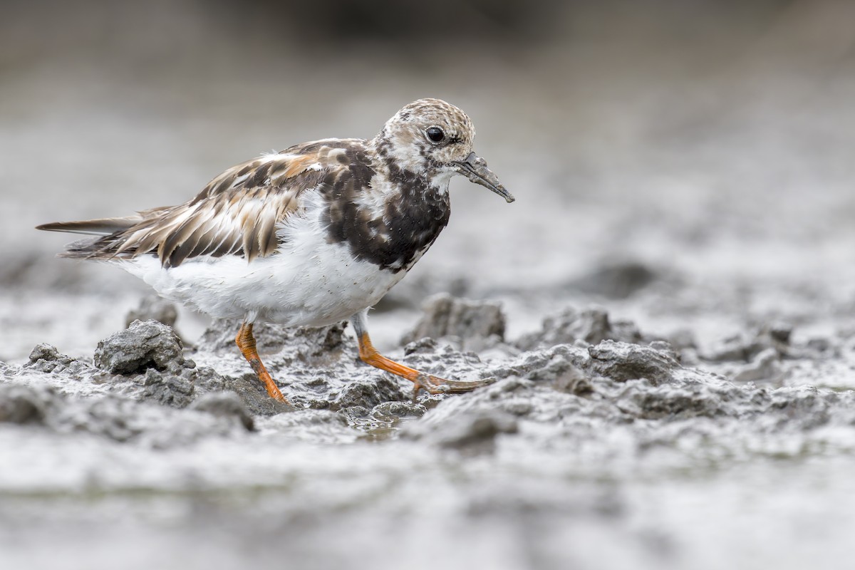 翻石鷸 - ML646907087