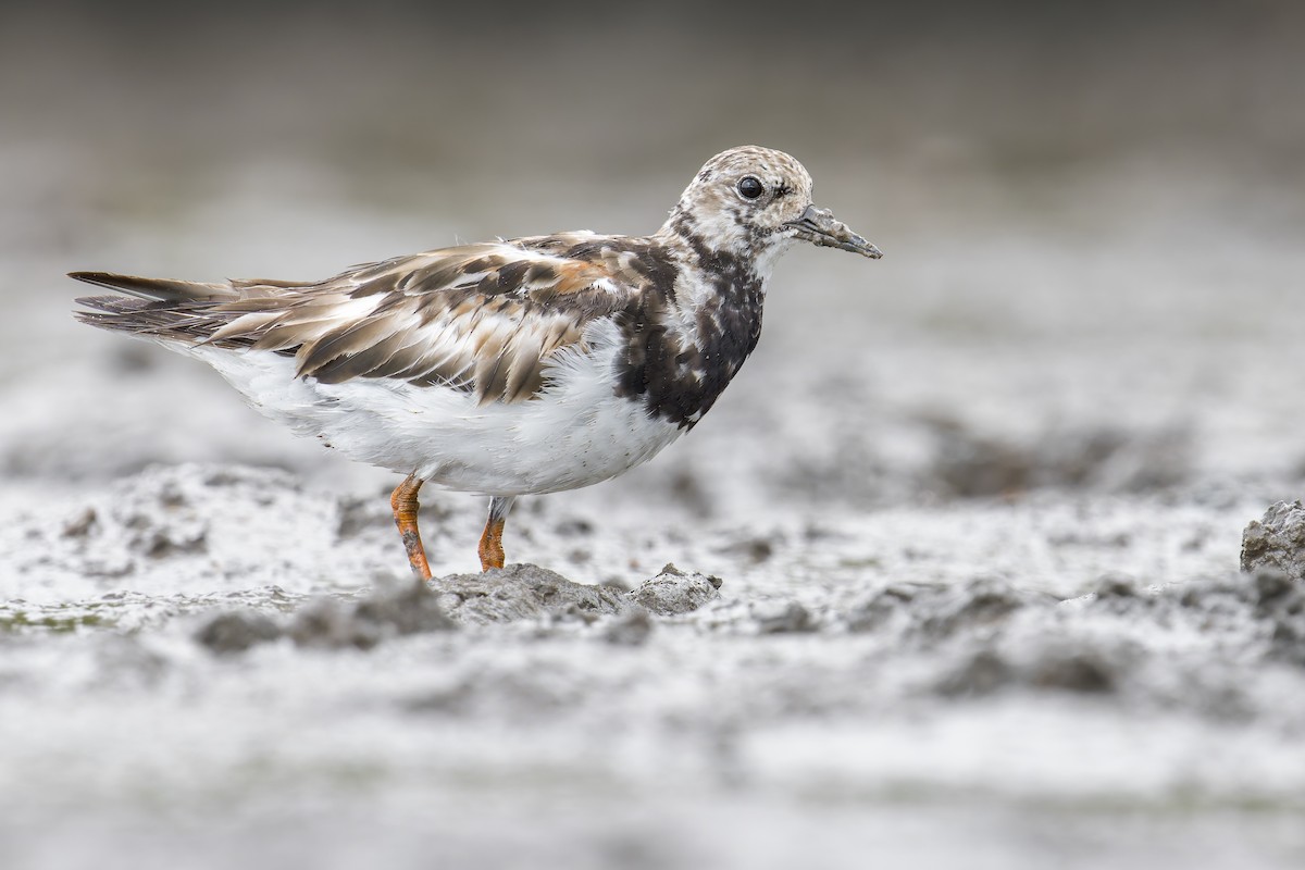 翻石鷸 - ML646907088