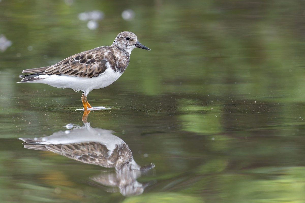Ruddy Turnstone - ML646907089