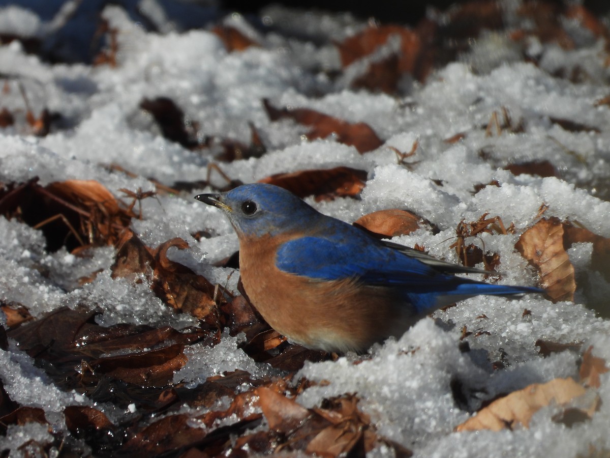 Eastern Bluebird - ML646907090