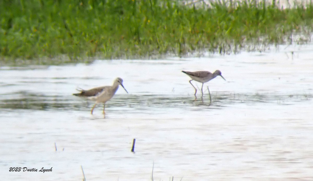 小黃腳鷸 - ML646907094