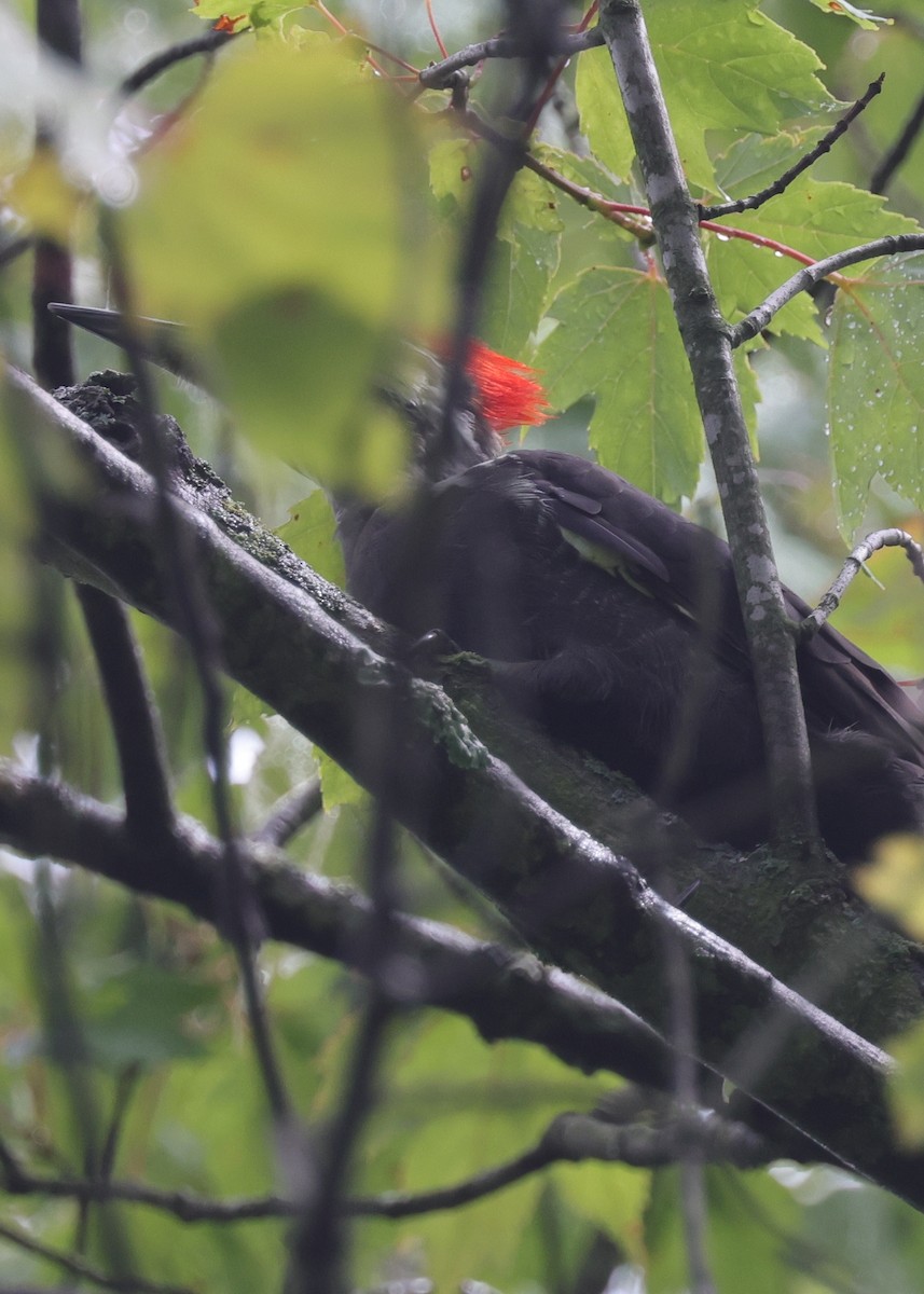 Pileated Woodpecker - ML646907095