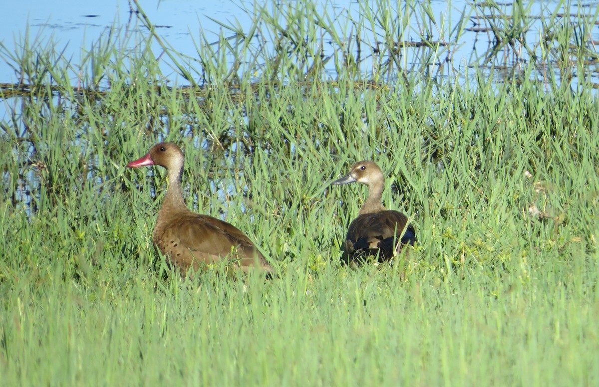 Brazilian Teal - ML646907100