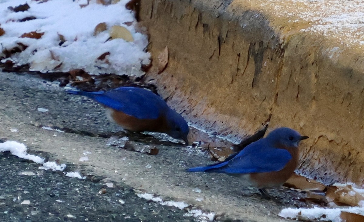 Eastern Bluebird - ML646907101