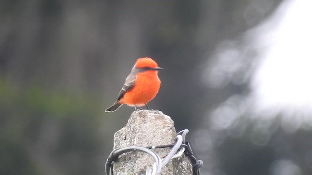 Vermilion Flycatcher - ML646907102