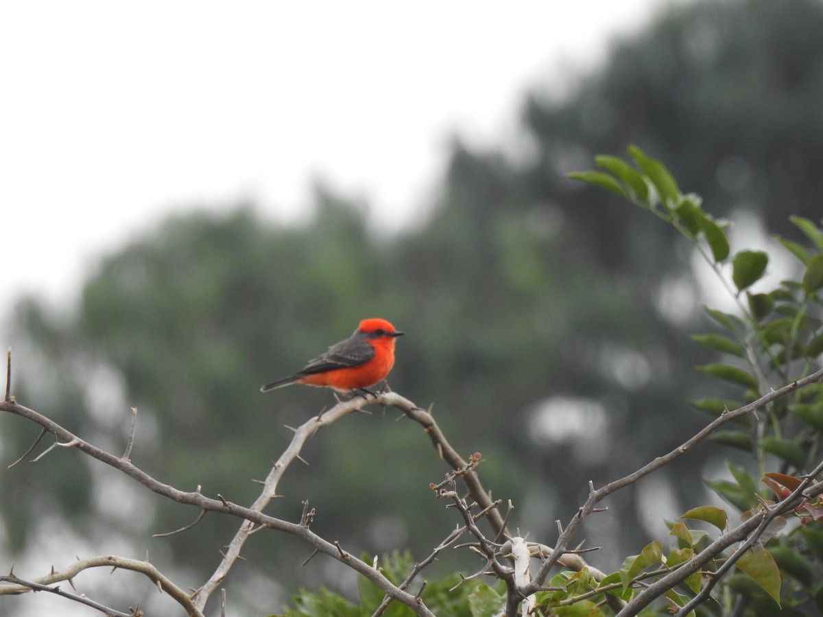 Vermilion Flycatcher - ML646907103