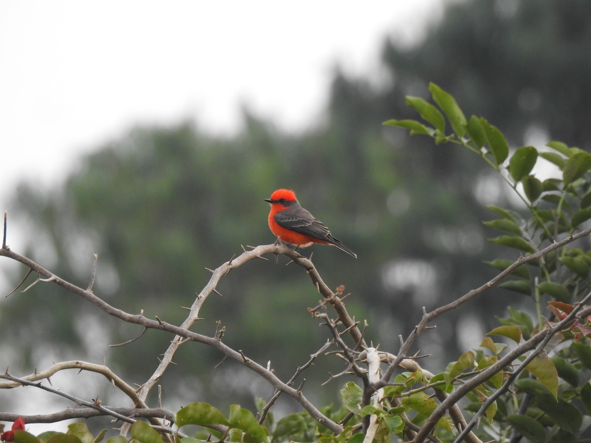 Vermilion Flycatcher - ML646907104