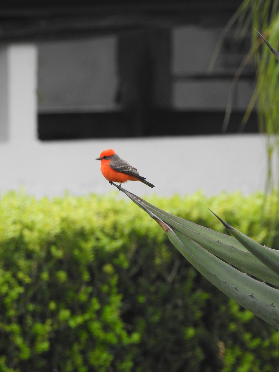 Vermilion Flycatcher - ML646907105