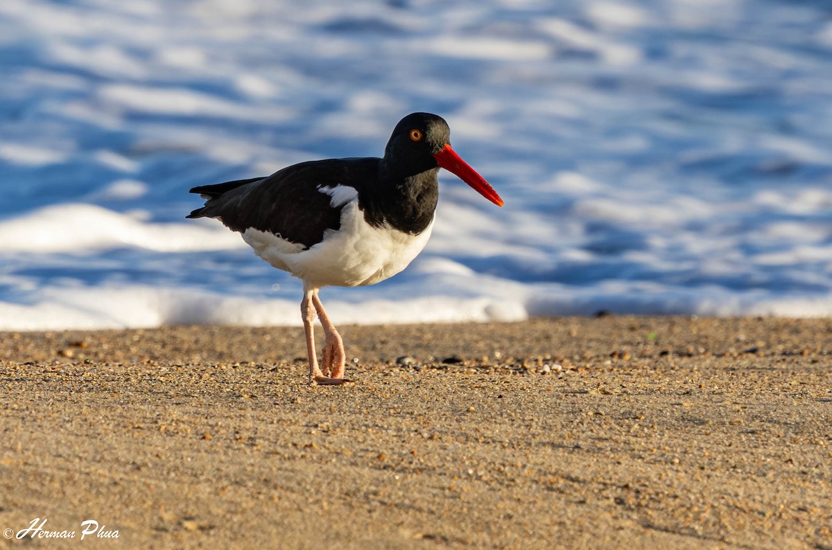 American Oystercatcher - ML646907106