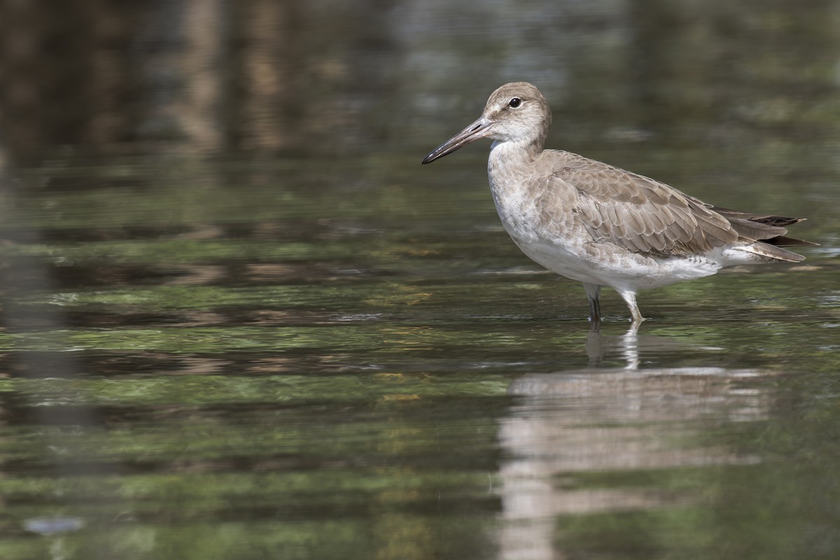 Willet - ML646907107