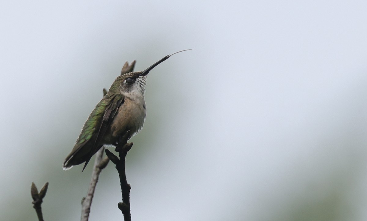 Ruby-throated Hummingbird - ML646907108