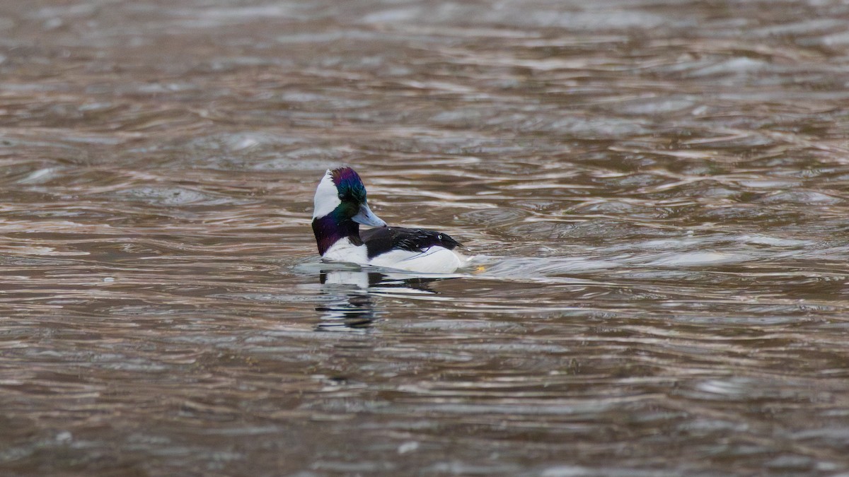 Bufflehead - ML646907109
