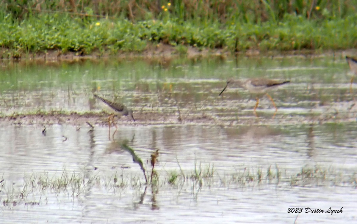 小黃腳鷸 - ML646907110