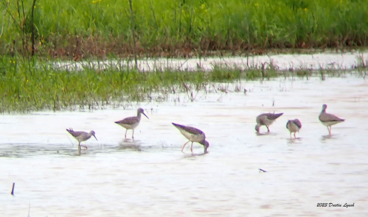 小黃腳鷸 - ML646907111