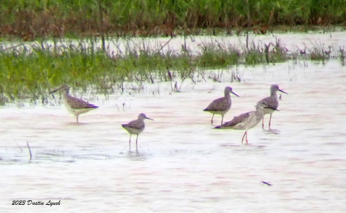 小黃腳鷸 - ML646907112