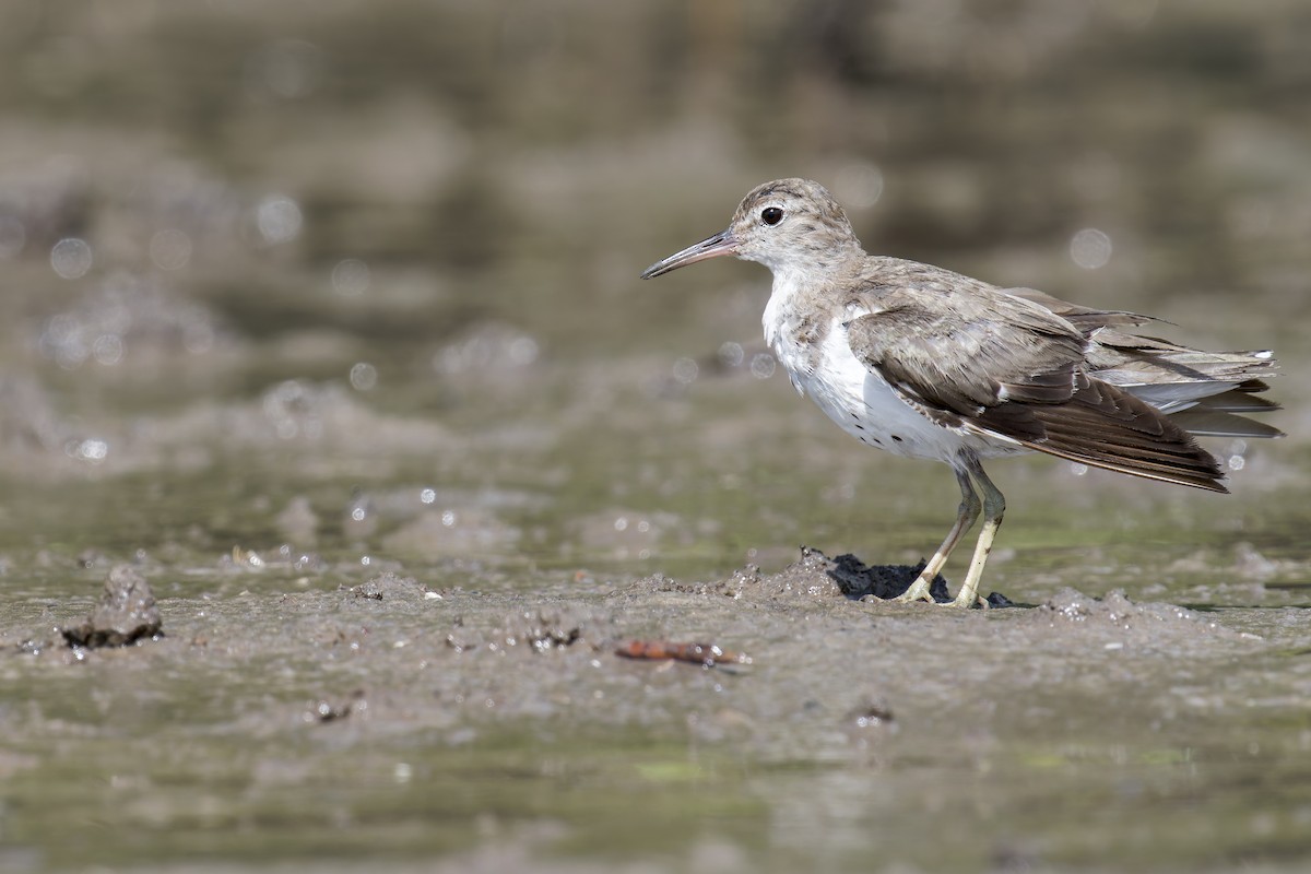 Spotted Sandpiper - ML646907113