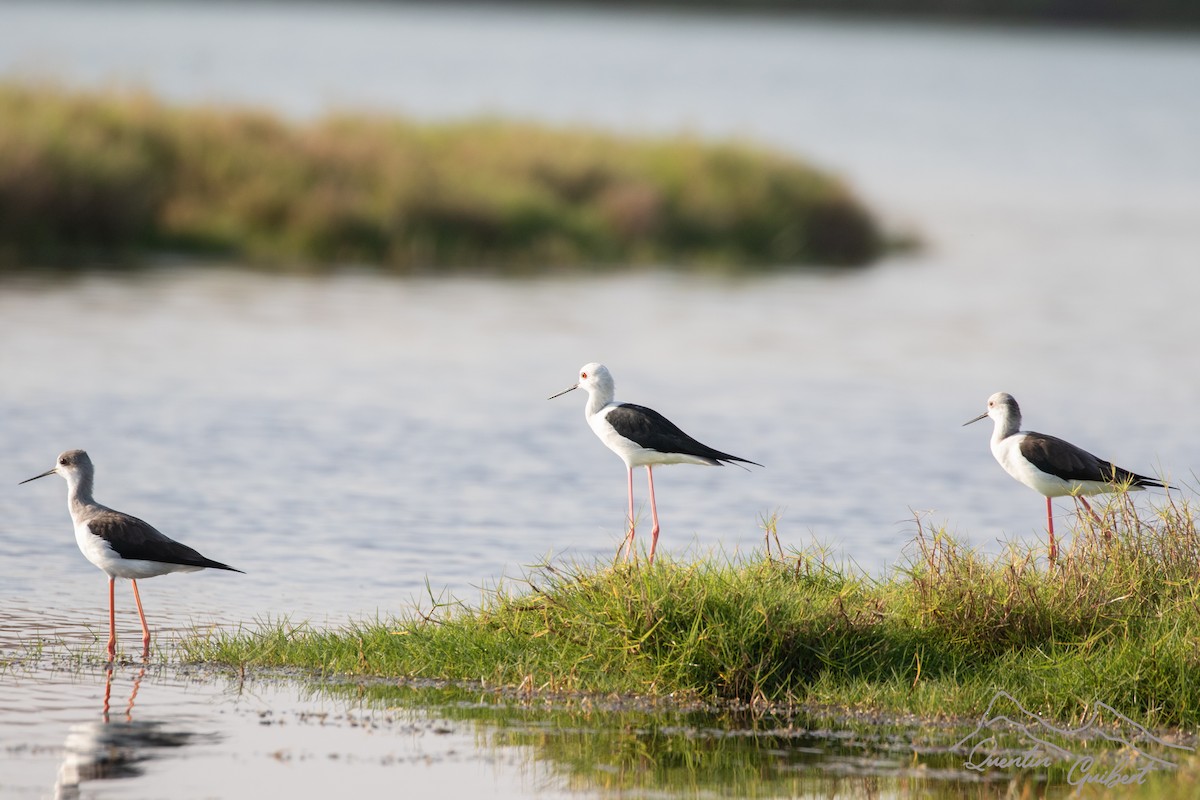 高蹺鴴 - ML646907114