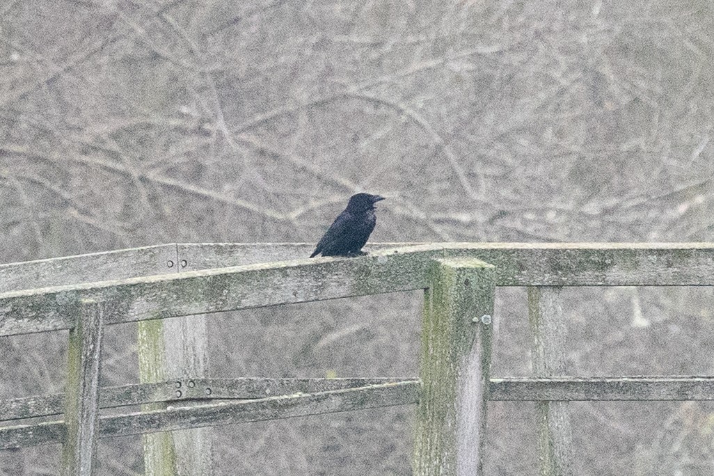 Common Raven - ML646907115