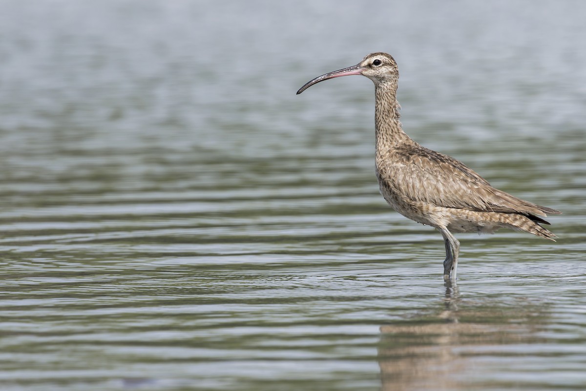 美洲中杓鷸 - ML646907116